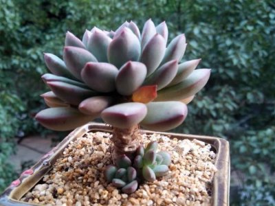 多肉植物夏天怎么养护出状态 多肉植物夏季养护技巧打造健康状态