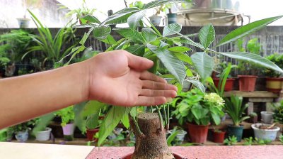 发财树夏季要施肥吗 夏季需不需要给发财树施肥？