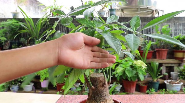 发财树夏季要施肥吗