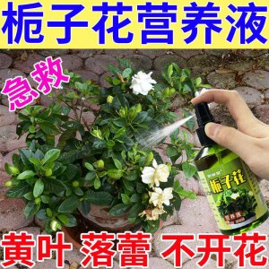 栀子花花苞时浇什么肥料 栀子花花苞期需施什么肥料