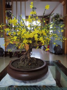 迎春花什么时候换盆最好 迎春花最佳换盆时间是什么时候？