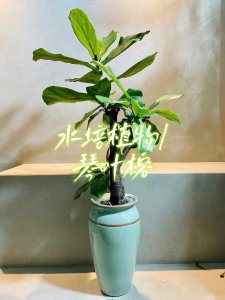 琴叶榕水培生根了多久才能土培 琴叶榕水培生根需多久才能移栽土培？