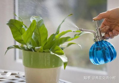 如何给花浇水才正确 正确浇水给花的方法
花儿正确浇水的技巧
