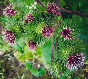 牛蒡是什么植物 牛蒡是何种植物？
牛蒡的分类是什么？