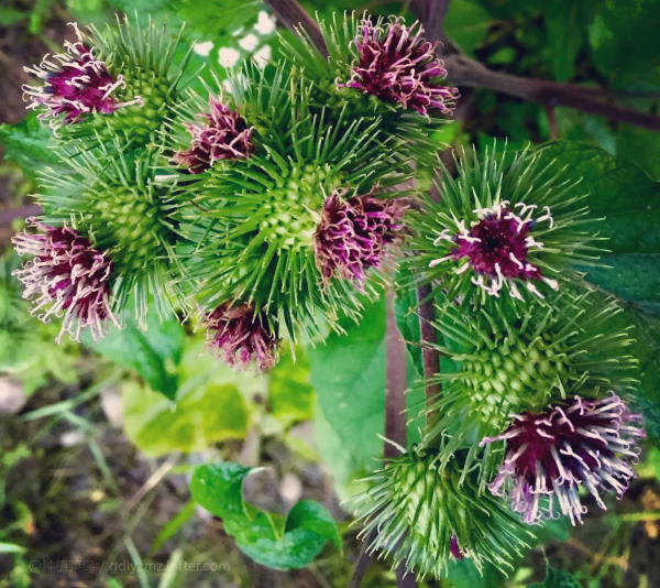 牛蒡是什么植物