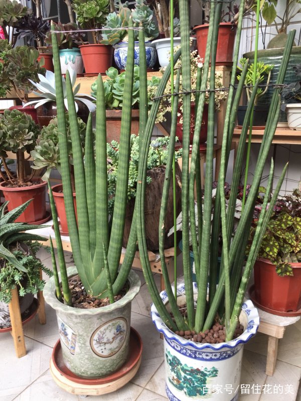 虎皮兰用什么肥料长得快