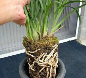 用青苔种兰花怎么施肥 如何在兰花上施肥使用青苔？