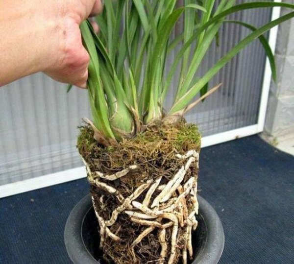 用青苔种兰花怎么施肥