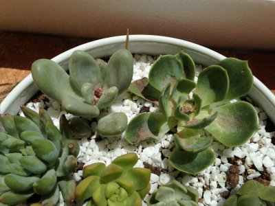 为什么多肉买回来养不出状态 为何养多肉植物总是失败？