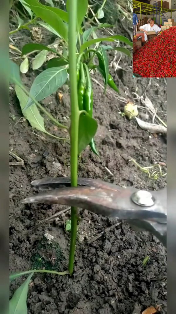 辣椒可以在什么树上嫁接