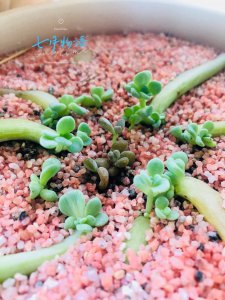 多肉叶插能不能用爆芽素 多肉叶插是否适合使用生长激素