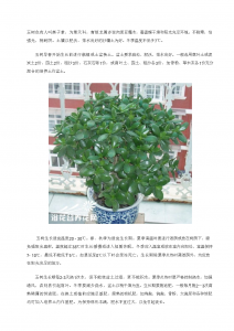玉树怎么养才能长得快叶子翠绿 如何快速种植玉树让叶子变得翠绿？