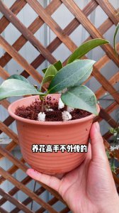 山茶花什么时候扦插成活率高 山茶花扦插时机对成活率影响大
