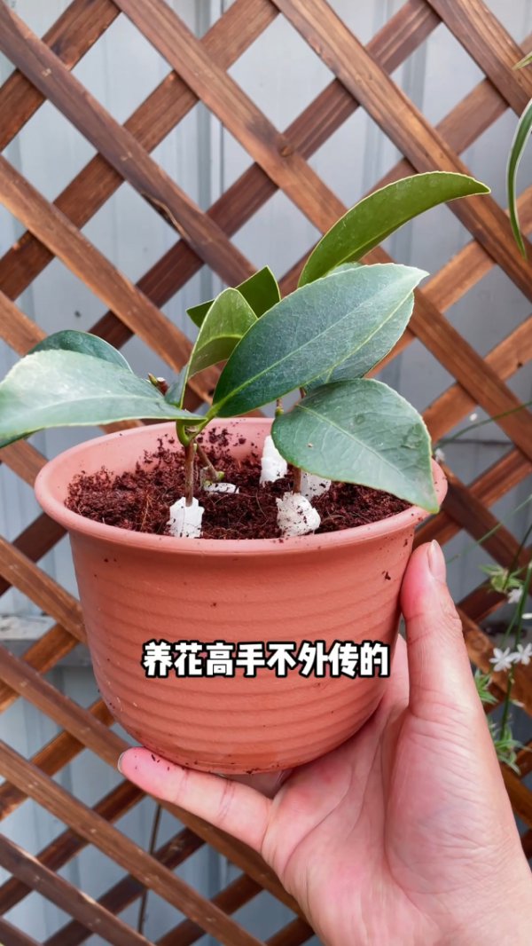 山茶花什么时候扦插成活率高