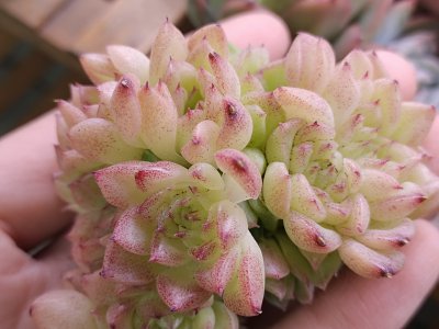 天冷多肉植物颜色变化的原因 多肉植物颜色变化原因与天冷有关