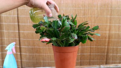 蟹爪兰可以用缓释肥吗 蟹爪兰适合使用缓释肥料吗？