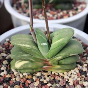 卧牛多肉植物怎么人工授粉 多肉卧牛怎样进行人工授粉