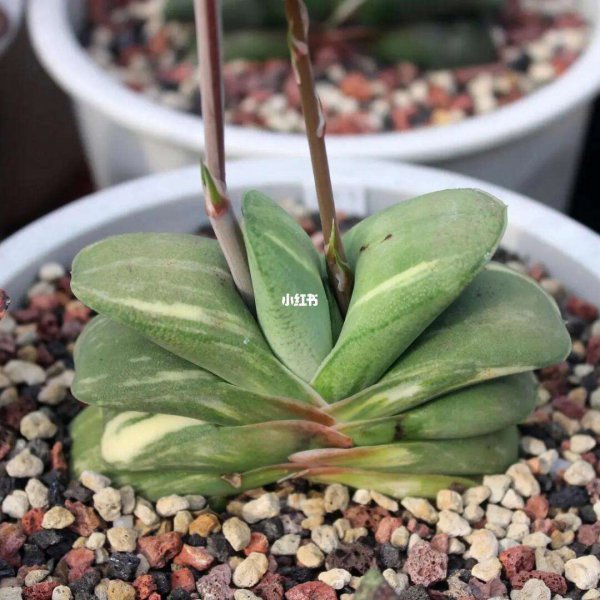 卧牛多肉植物怎么人工授粉