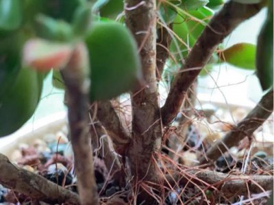 多肉植物生气根是怎么回事 多肉植物气根为何生长？