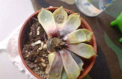 多肉叶片喷药弄脏了怎么清洗 多肉叶片喷洒药剂弄脏了该如何清洗？