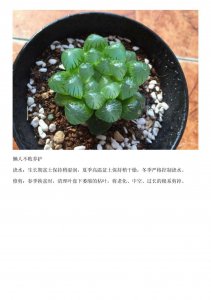玉露要怎么养才会漂亮好看 :