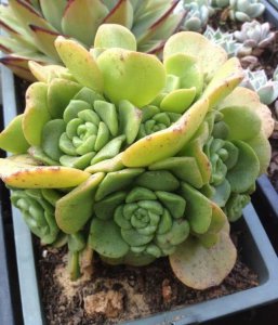 多肉植物能不能浇水在叶片上 多肉植物叶片是否适合浇水?