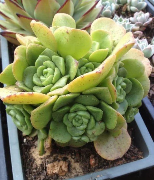 多肉植物能不能浇水在叶片上