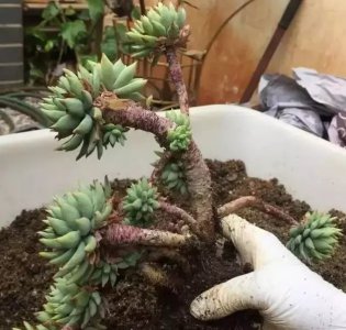 多肉植物怎么养根系能发达 多肉植物如何促进根系生长？
