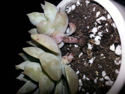 多肉底下叶子枯萎了需要摘掉吗 多肉植物底部叶子枯萎需摘除吗？