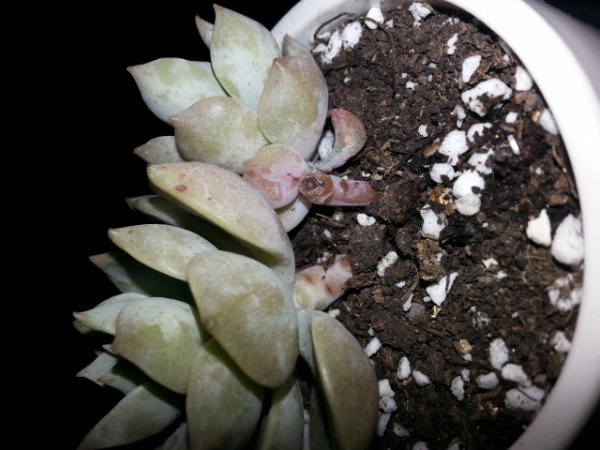 多肉底下叶子枯萎了需要摘掉吗