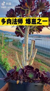 怎么让单株多肉法师变多头 多头多肉法师的培育技巧