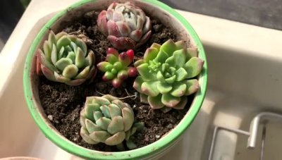 多肉夏天怕晒太阳吗 多肉植物夏季需要避免阳光直射吗？
