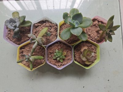 种多肉一定要用专用土吗 多肉植物必须使用专用土吗？