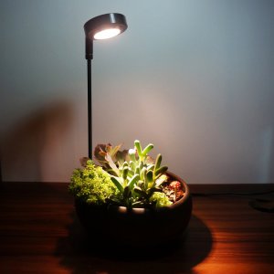 室内养多肉需要补光灯吗 多肉植物在室内养护是否需要额外补光？