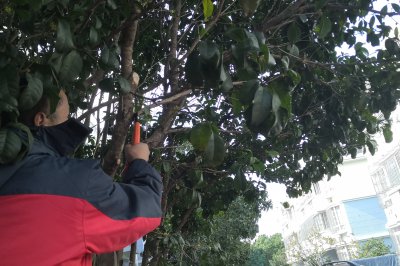 刚移栽的桂花树能修剪吗 移栽后的桂花树能修剪吗？