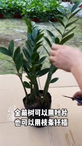 金钱树太大了怎样分株 金钱树分株方法大揭秘