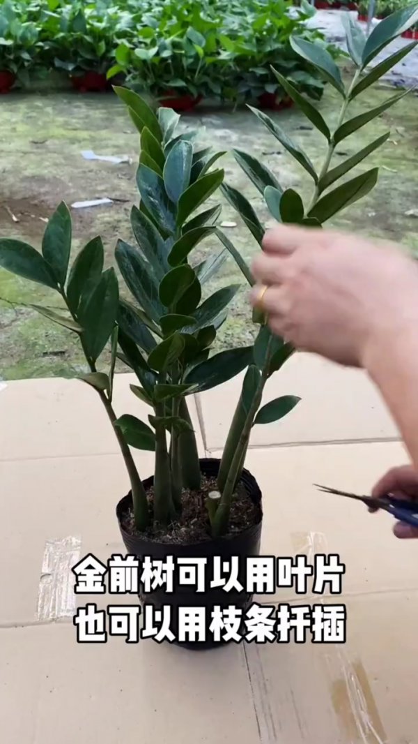 金钱树太大了怎样分株