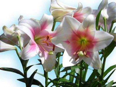 百合花种植方法和管理技巧 百合花种植与养护技巧