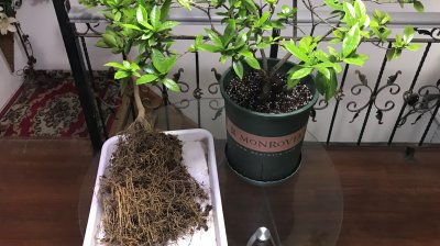 杜鹃花怎么换盆换土 怎样给杜鹃花换盆换土