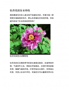 牡丹花的种植方法及养护注意要点 牡丹花种植与养护指南
