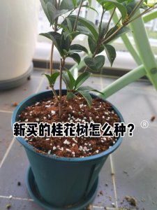 四季桂花什么时候换盆最好 何时是四季桂花更换盆的最佳时机？