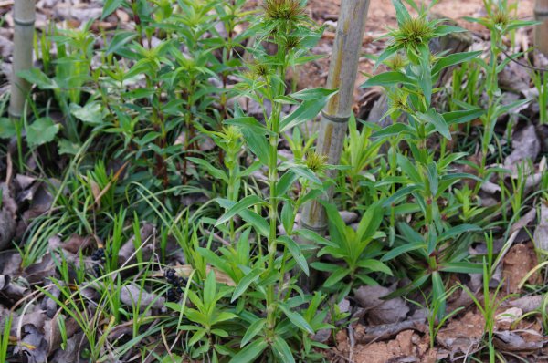 石竹花种植方法和注意事项