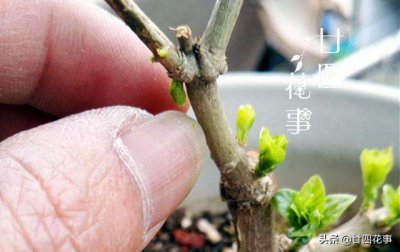 茉莉花的浇水方法和注意事项 如何正确浇水茉莉花？