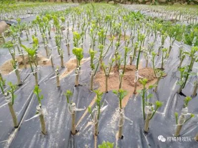 柑橘嫁接技术几种方法 柑橘嫁接技术多种方式