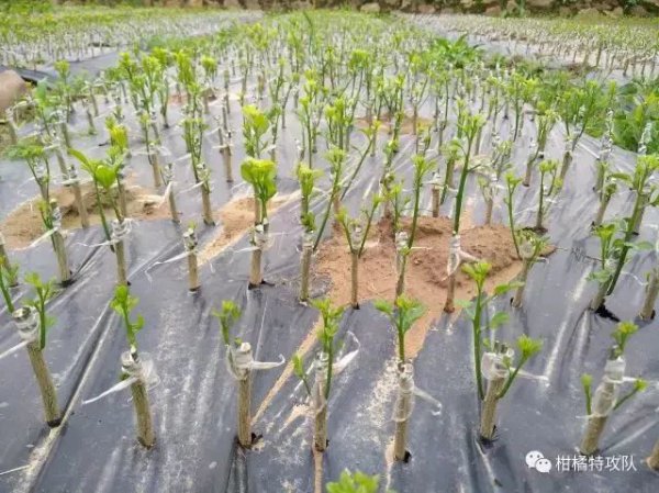 柑橘嫁接技术几种方法