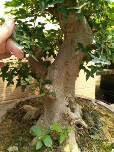 三角枫用什么土壤栽最好 三角枫最适合种植在哪种土壤条件下？