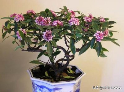 瑞香换盆后怎么处理掉花 瑞香更换花盆后如何处理剩余花朵