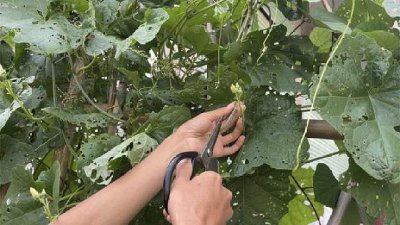 种植丝瓜需要打叉吗 种植丝瓜需不需要进行插秧操作？