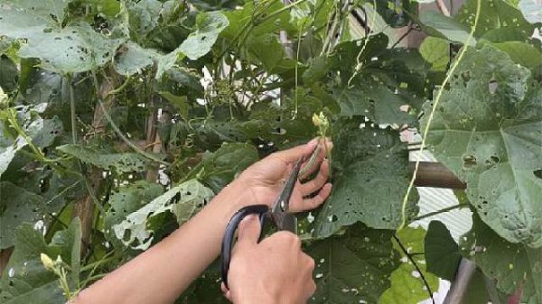 种植丝瓜需要打叉吗