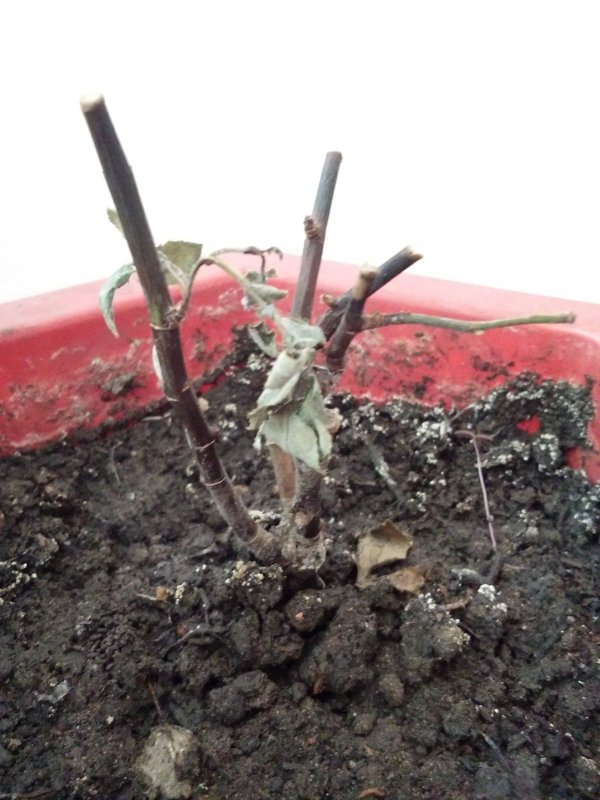 月季生根移栽到大盆死了